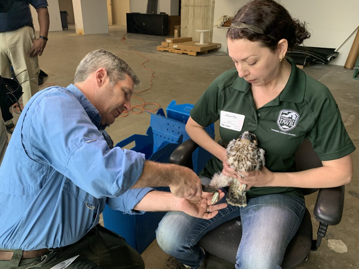 A peregrine falcon chick being banded by two biologists