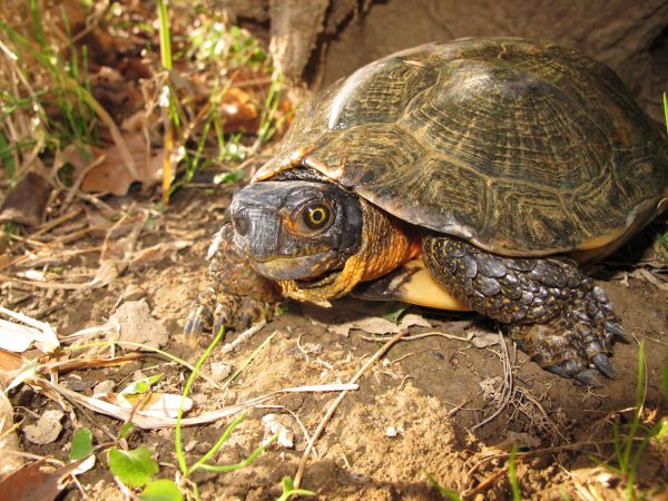 An adult wood turtle. 