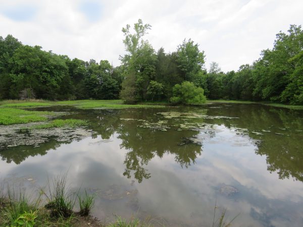 The pond at Leopold's Preserve