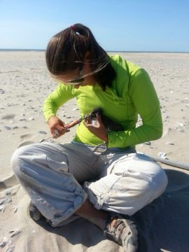 Maeve taking bill measurements of a fledgling Oystercatcher