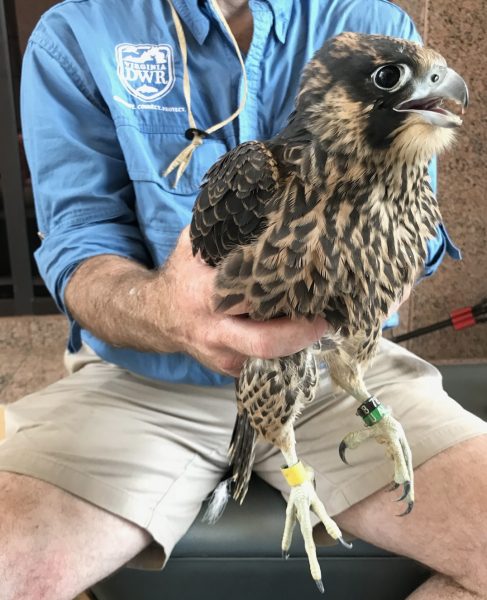 An image of a DWR staff member holding a peregrine falcon chick