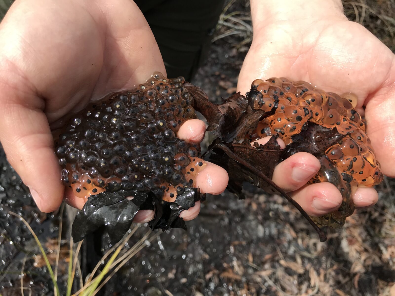 A comparison between dark orange with light dot leopard frog eggs and orange with black do wood frog eggs