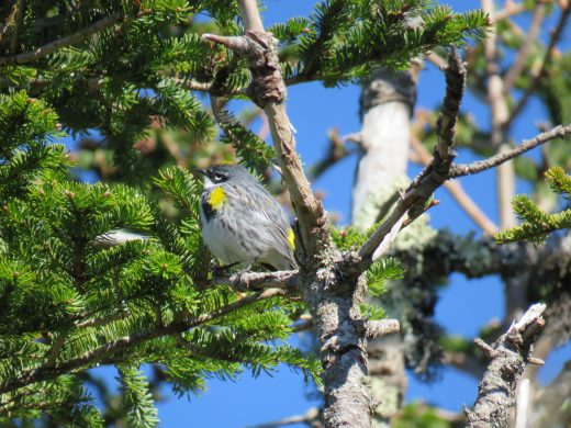An image of a yellow rumped warbler in a pine tree