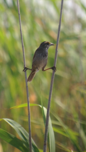 An image of a seaside sparrow