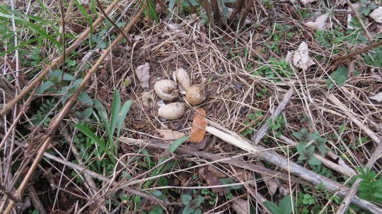 An image of an American Woodcock nest after the chicks have hatched