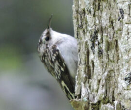An image of a brown creeper in a tree