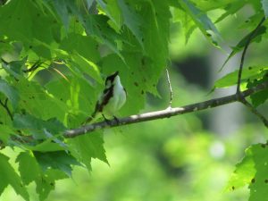  Chestnut-Sided Warbler on a branch