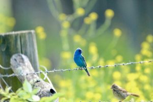 An indigo bunting on some barbed wire