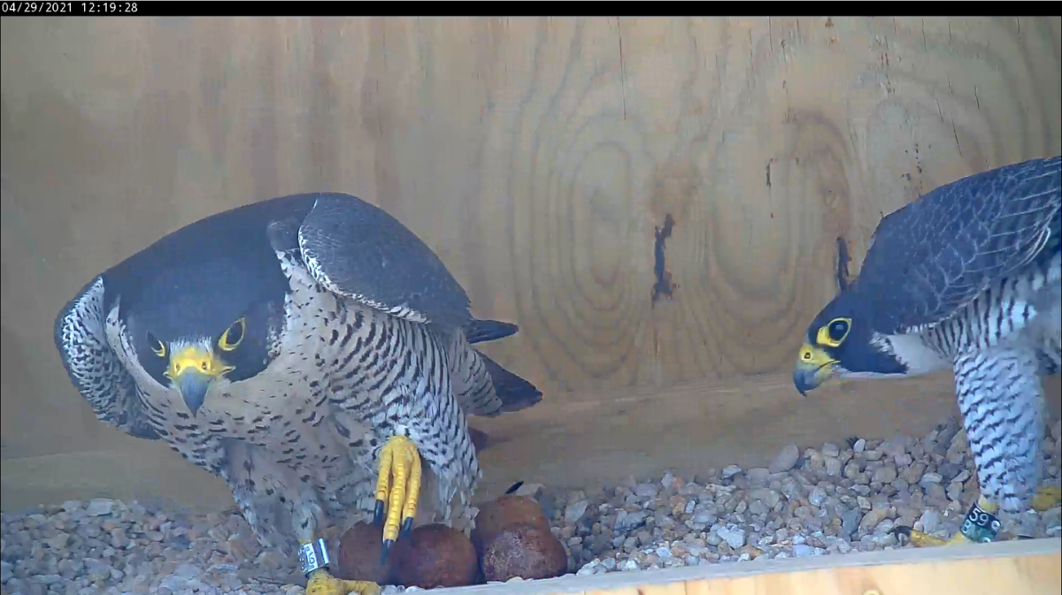 Male falcon (right) ushers the female (left) off of the clutch during an incubation exchange.