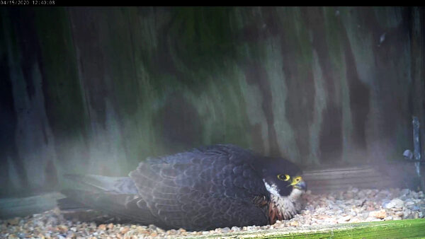 The female peregrine falcon incubating her eggs in a nesting box