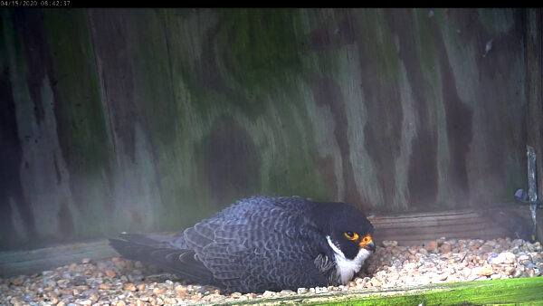 The male peregrine falcon incubating his eggs in a nesting box