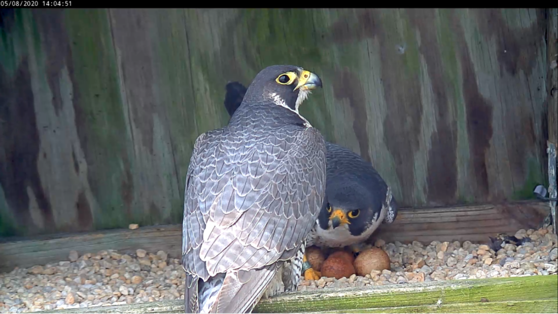 Incubation exchange between the male (on eggs) and female (perched on edge)