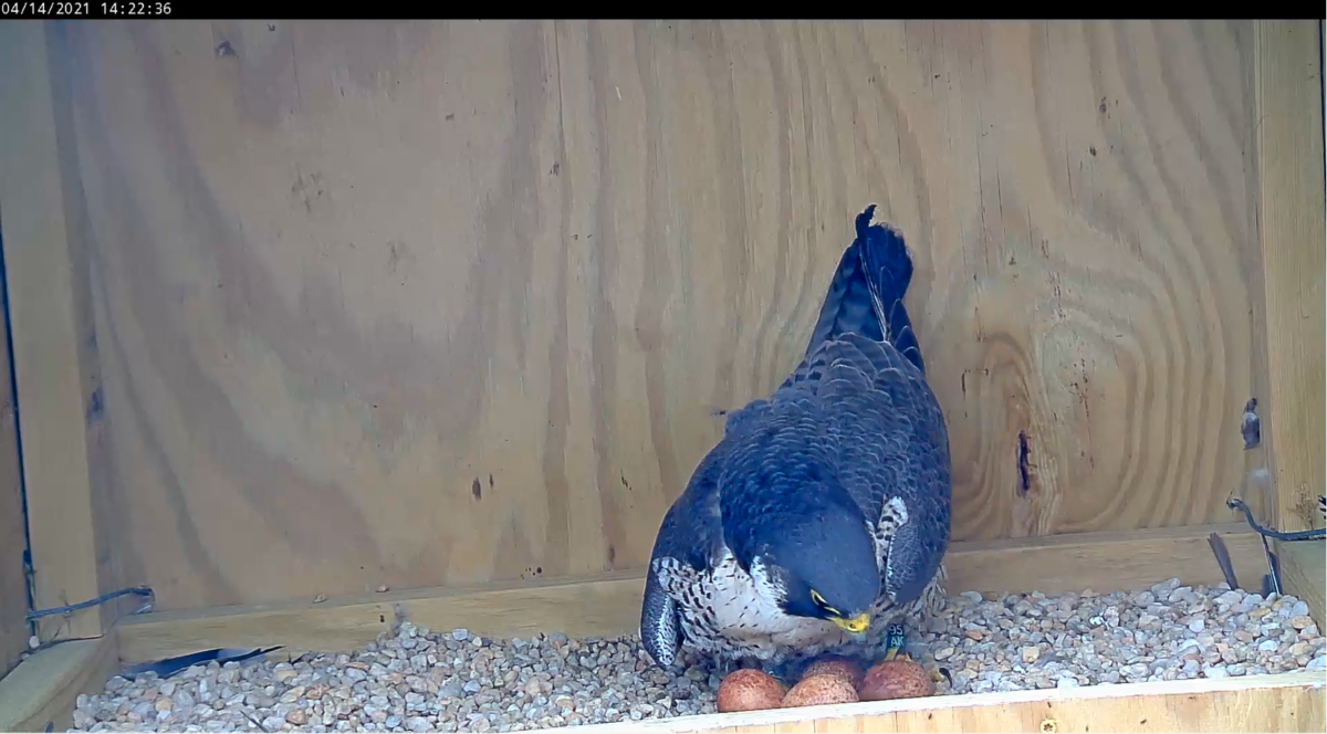 An image of a female peregrine falcon incubating her eggs in a nest box