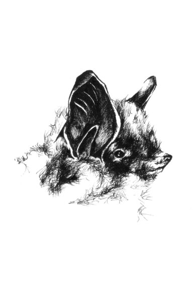 An image of Indiana Bat