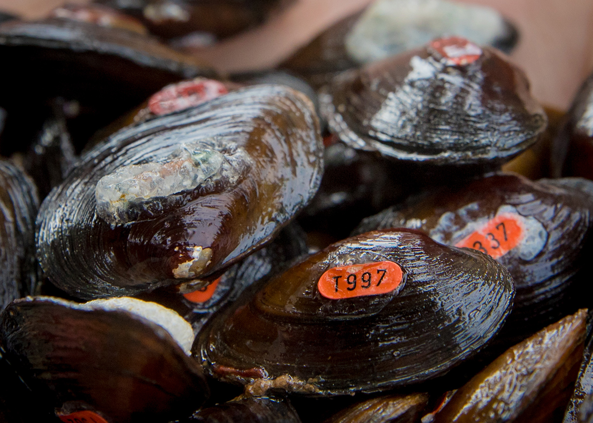 A close up image of mussels tagged with orange numbers for release
