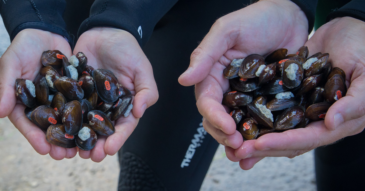 An image of two people holding handfuls of tagged mussels near a river