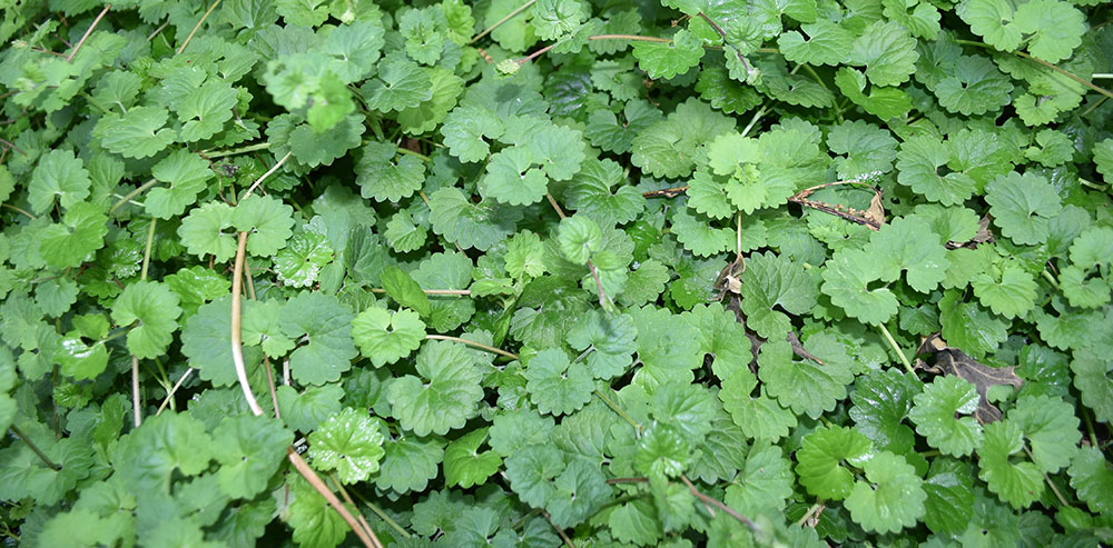 An image of a patch of ground ivy; these are small plants that have rounded green leaves that is an aggressive invasive plant