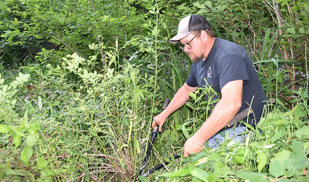An image of a man removing a multiflora rose from a garden
