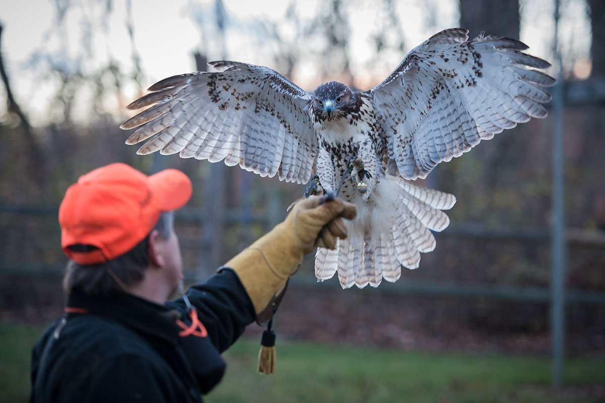Gene Stevans readies his juvenile red-tailed hawk for release.