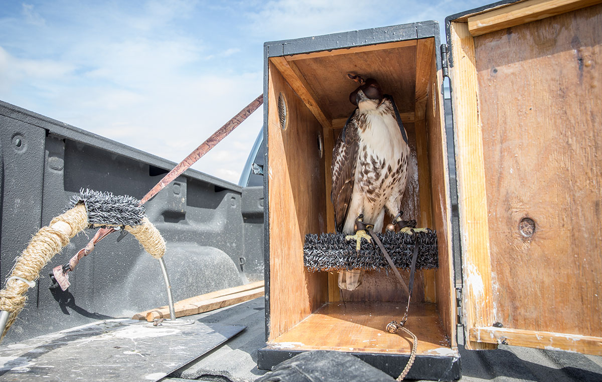 Birds are transported in compact, closed boxes called giant hoods.