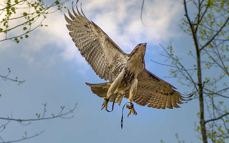 Use a falcon or hawk to hunt birds
