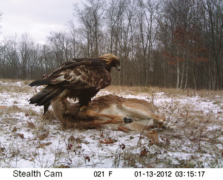 An image of a golden eagle perching on a dead white tailed deer; this image was taken via a trailcam