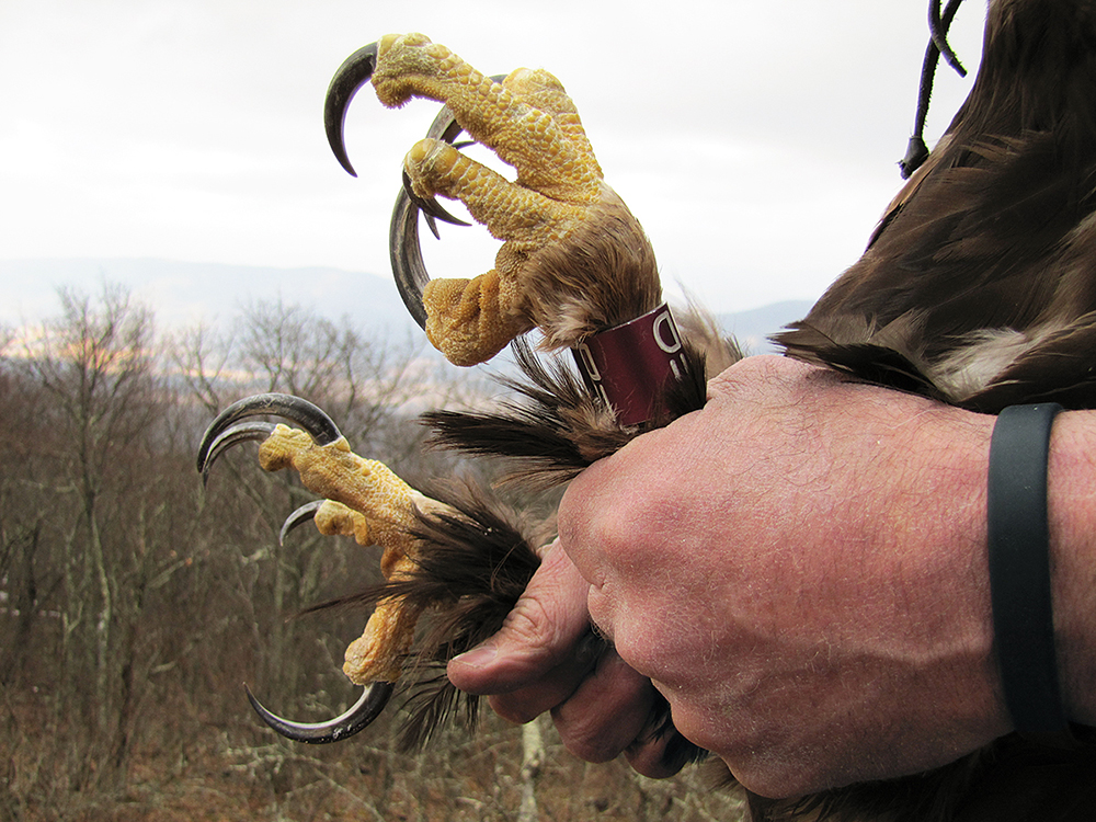 An image of a golden eagle's talons held so that you can see their 2 to 3 inch long talons upon their feet