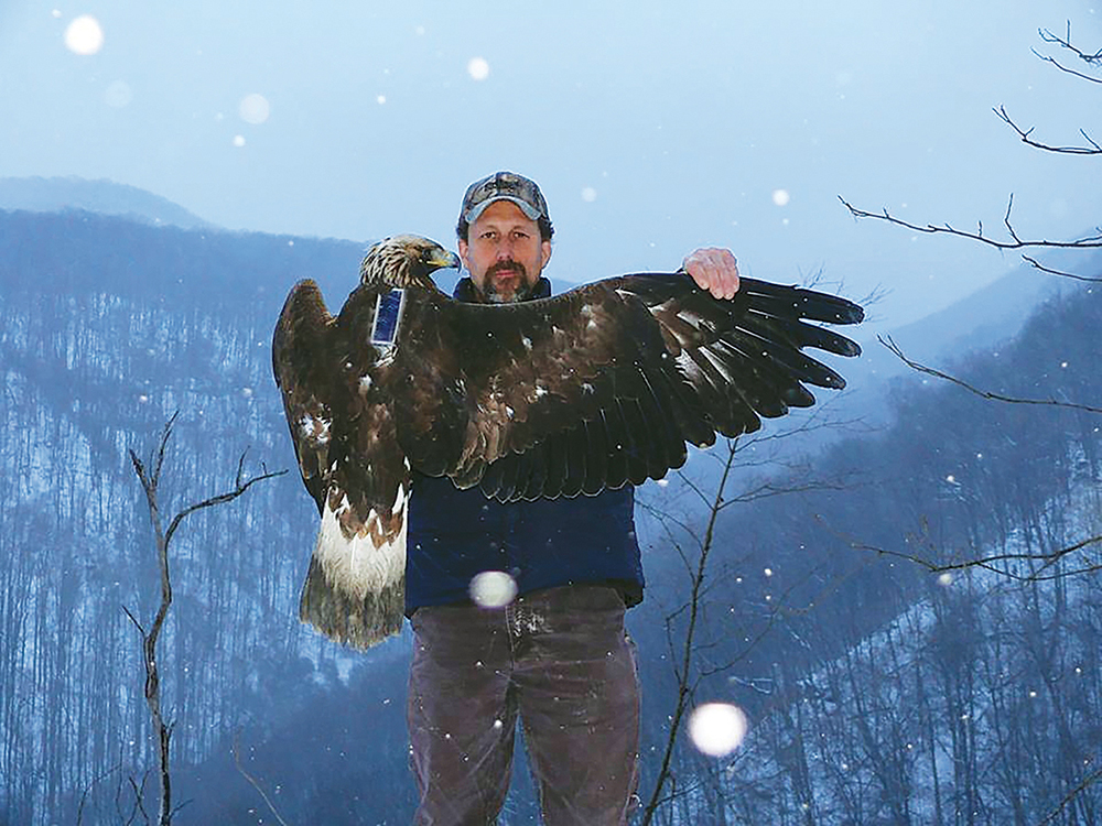 An image of a DWR biologist holding a golden eagle on a snowy mountaintop in such a manner as to show it's newly equipped transmitter