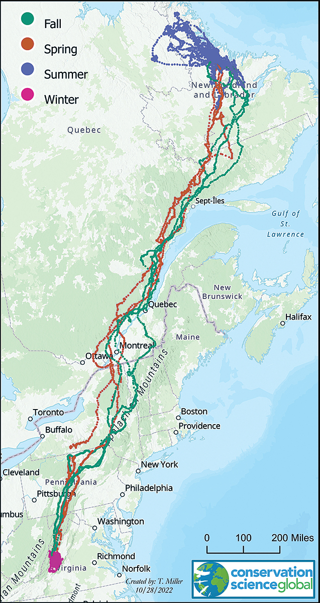 An image detailing the transmitted path the gold eagle took during their migration; she spent the winter in Richmond and the Summer in Canada migrating along the Appalachian mountains to her destination in the fall and spring.