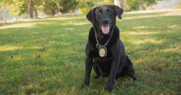 An image of a black lab with a police badge named Justice