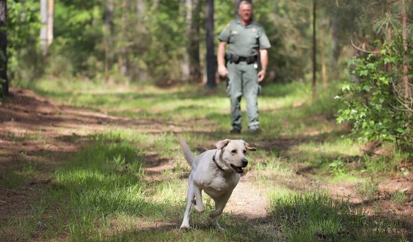 K9 Scout running in the woods