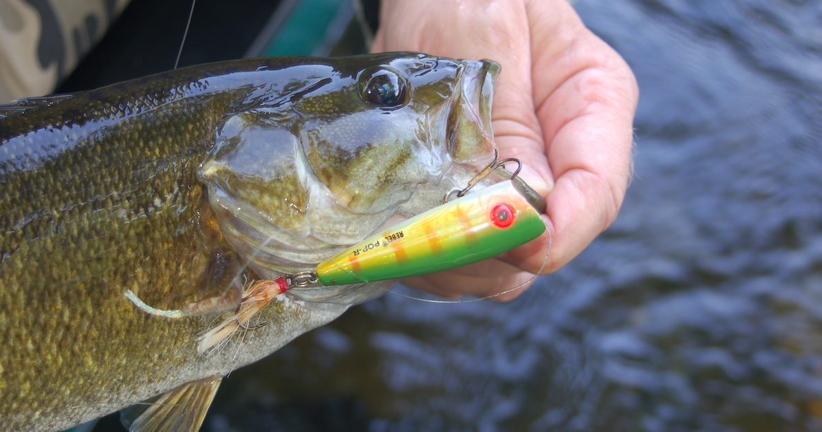 What's Going on in the James and New River Smallmouth Fisheries?