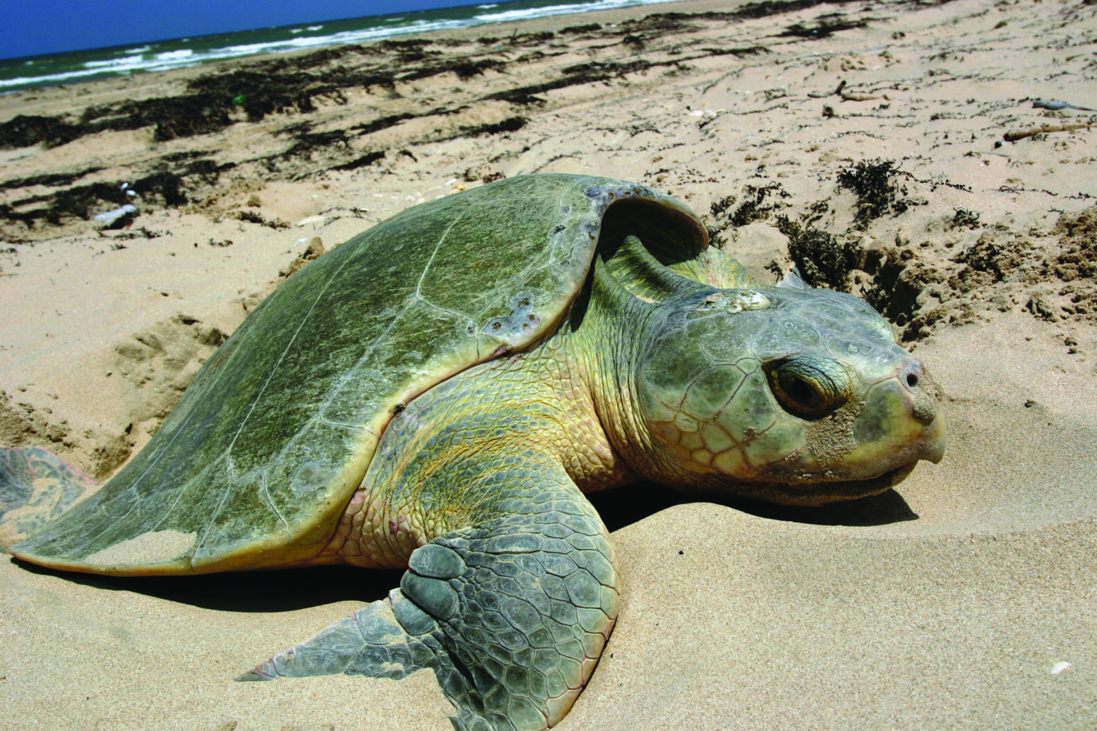 Kemp s Ridley Sea Turtle Virginia DWR Kemp s Ridley Sea Turtle Virginia DWR