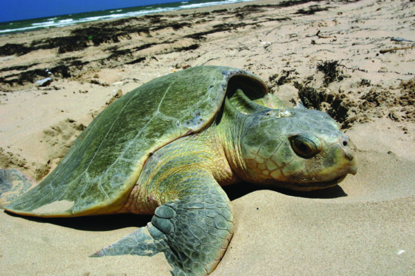 An image of Kemp’s ridley sea turtle