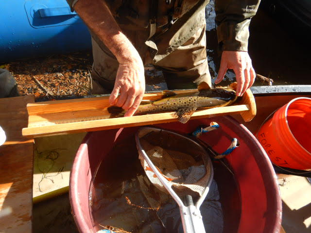 The trout being measured against a ruler on the shore near the raft.