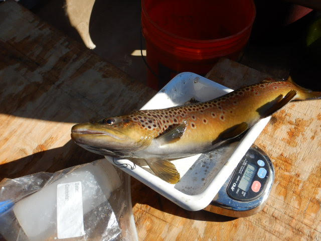 Another spotted beige trout being measured for sampling
