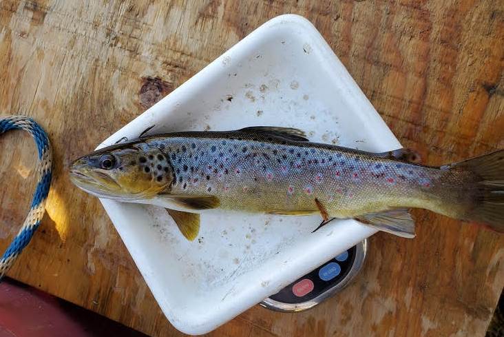 the trout being weighed in a plastic dish on an electric scale