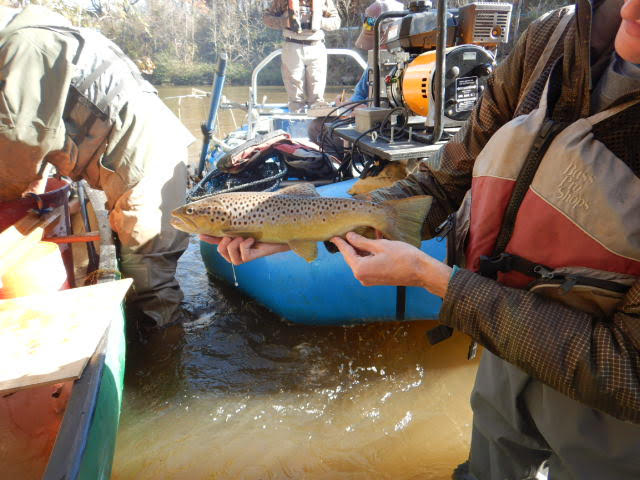 An image of a staff member holding out one of the caught fish, it is a spotted seatrout