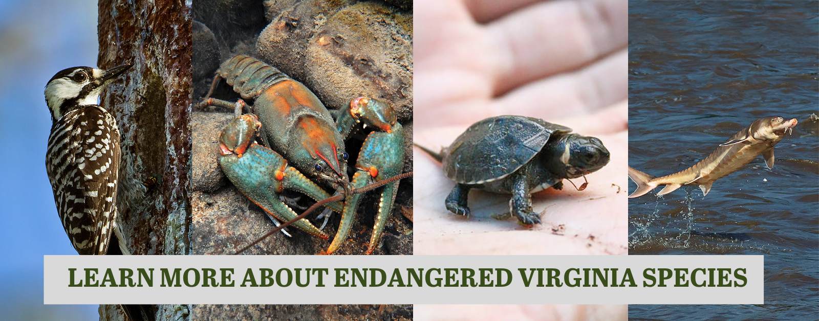 Four photos in a collage - a red-cockaded woodpecker on a tree, a Big Sandy crayfish under water on ricks, a tiny baby bog turtle on a person's hand, and a sturgeon fish leaping out of the water. A banner of text reads "Learn more about endangered Virginia species."