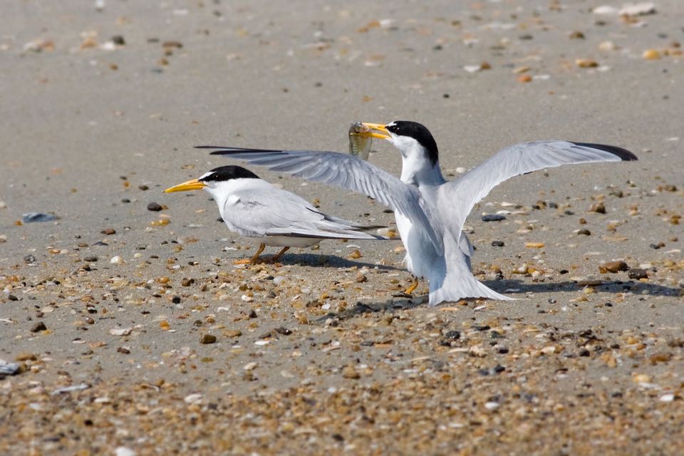 Least Tern offering fish in courtship