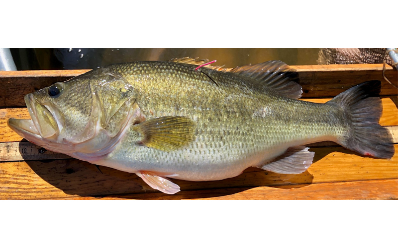 Largemouth Bass Tagging Project Assesses Fish Translocation Between  Chickahominy and James Rivers