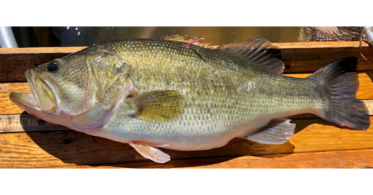 real largemouth bass fish