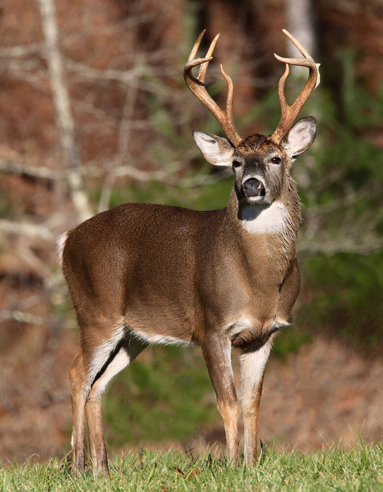 An image of a mature white tailed deer