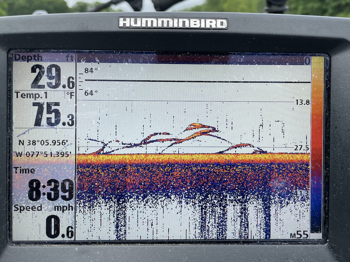 An image of a Hummingbird depth meter showing arches in the water column which signify the presence of stripers
