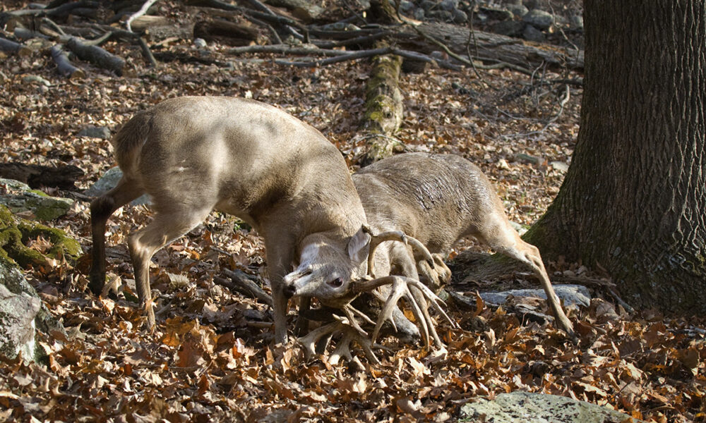 An image of two bucks fighting in a deciduous forest; this is done to establish dominance during breeding season.