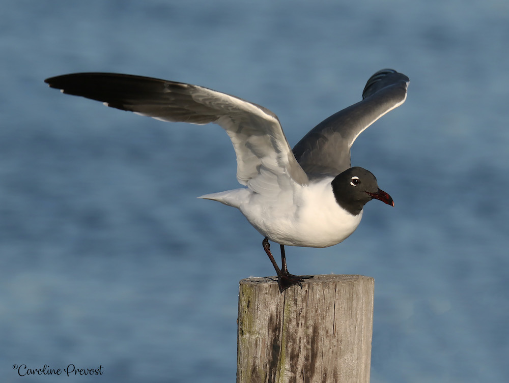 An image of a laughing gull; a large white bird with a black head and wings standing atop a wooden pole