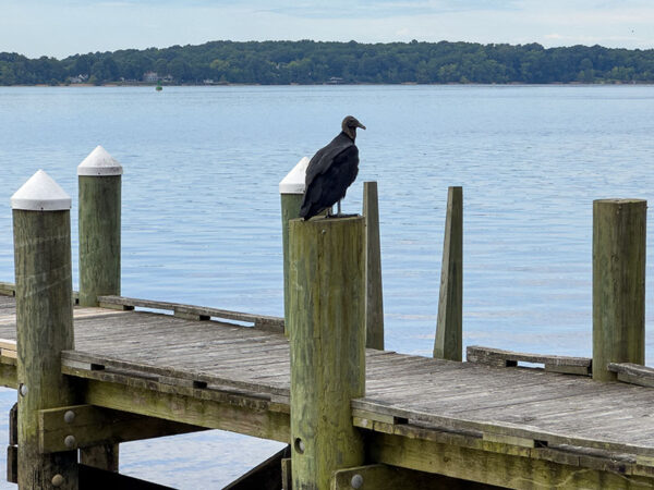 Turkey and black vultures, pictured here, clean up fish remnants on the shoreline and piers. Photo Credit: Lisa Mease