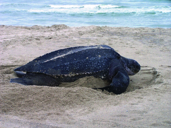 An image of Leatherback sea turtle