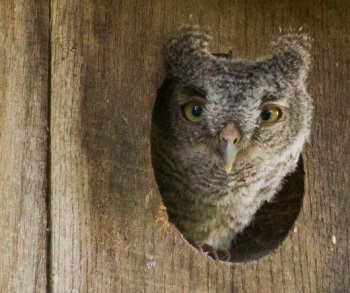 An image of a young great horned owl