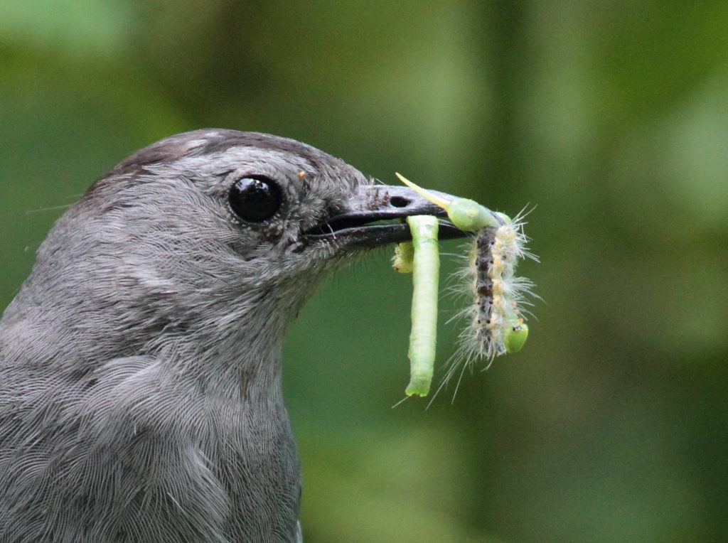 A grey catbird with a beak full of caterpillars